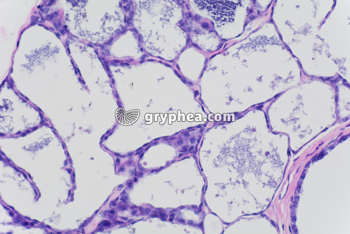 Glande mammaire en activité x100 - gryphea.com